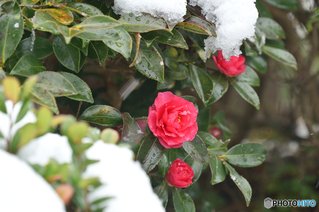 雪