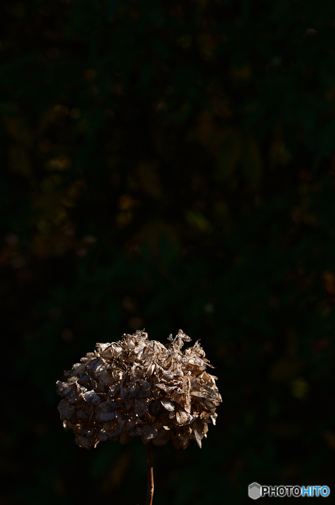 withered hydrangea