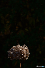 withered hydrangea
