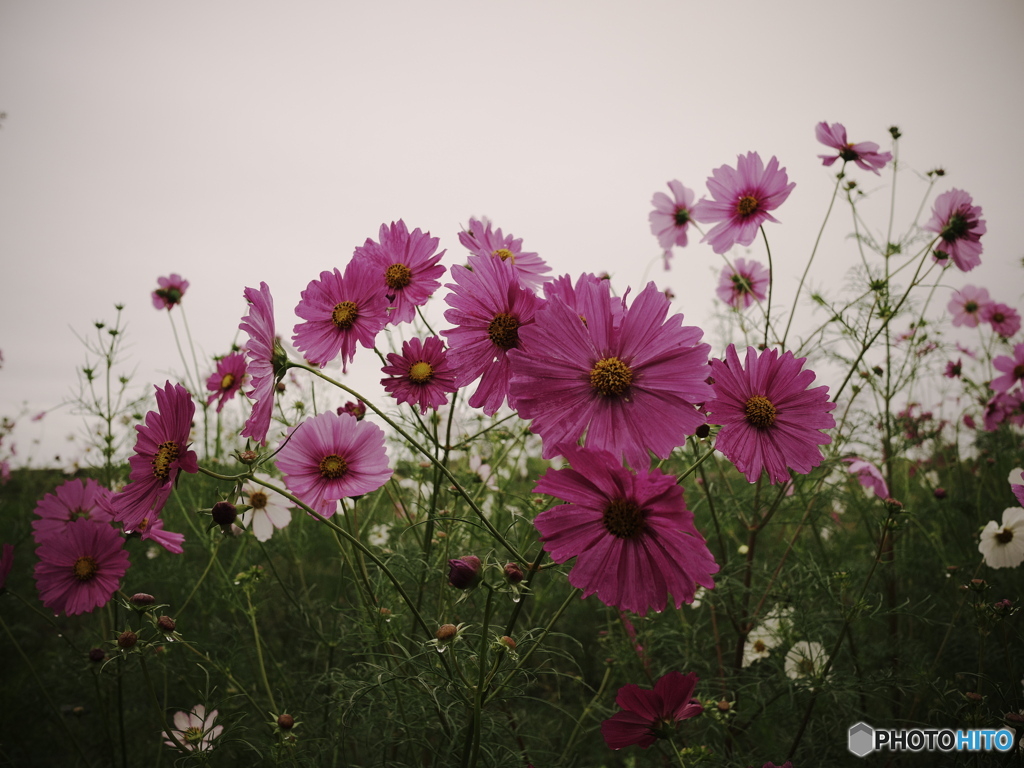 雨の日の秋桜