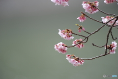 寒桜