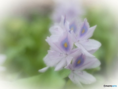 恋の楽しみ