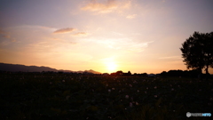 藤原京の夕景