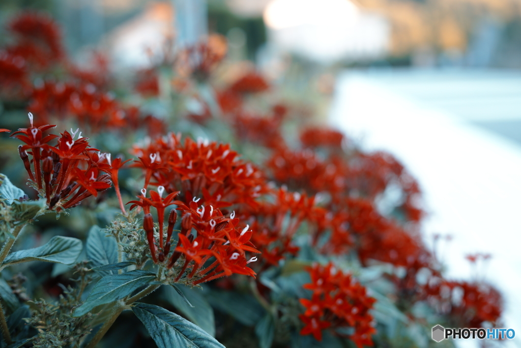 RED＆White