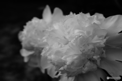 Black＆White