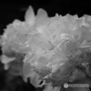 Black＆White