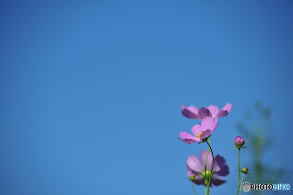 秋桜と秋の空