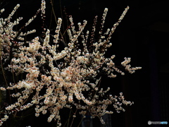 white plum