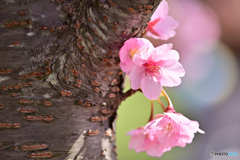 河津桜