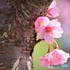 河津桜