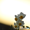 narcissus