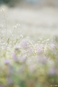 wait for spring