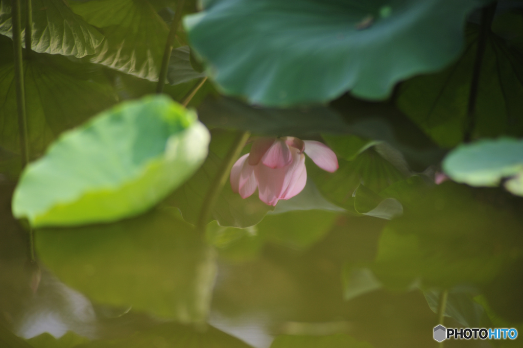 水鏡
