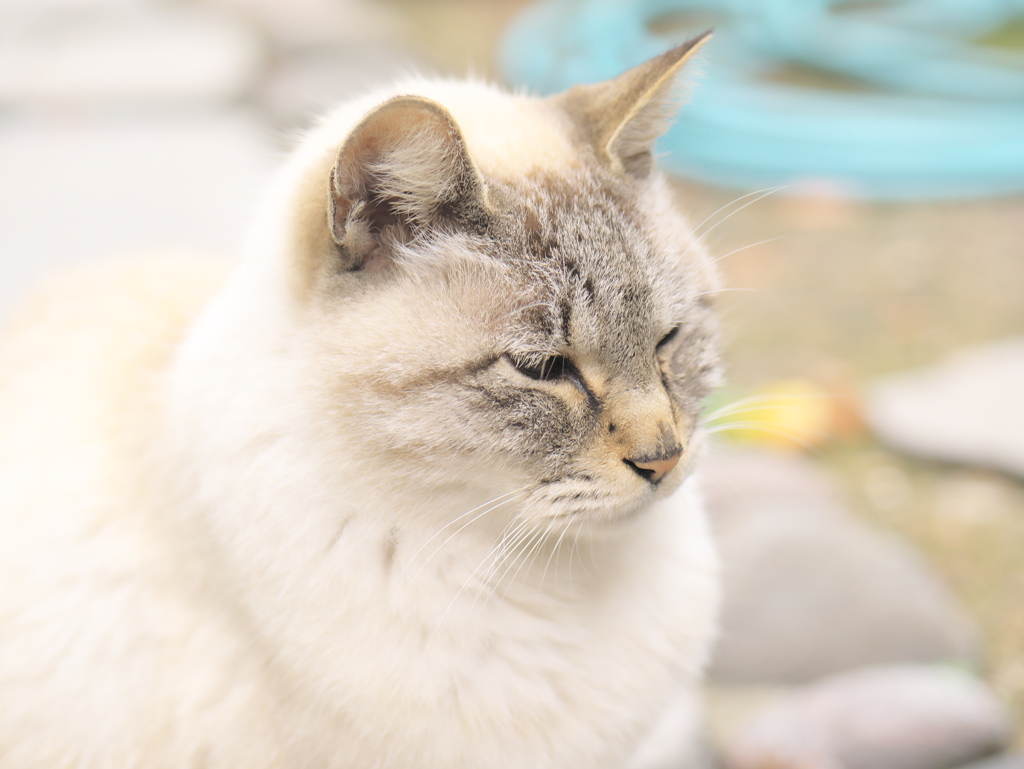 富貴寺のネコちゃん