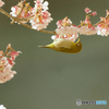 寒桜とメジロ