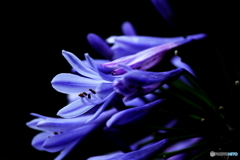  紫君子蘭
