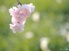 Pale pink