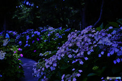 Path of hydrangeas
