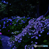 Path of hydrangeas