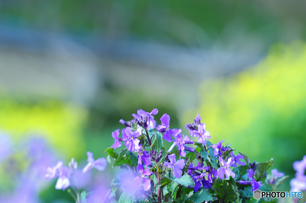 お花畑