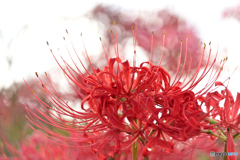 彼岸花