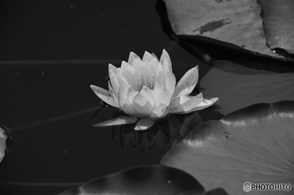 water lily