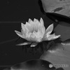 water lily