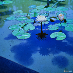 Shadow reflection