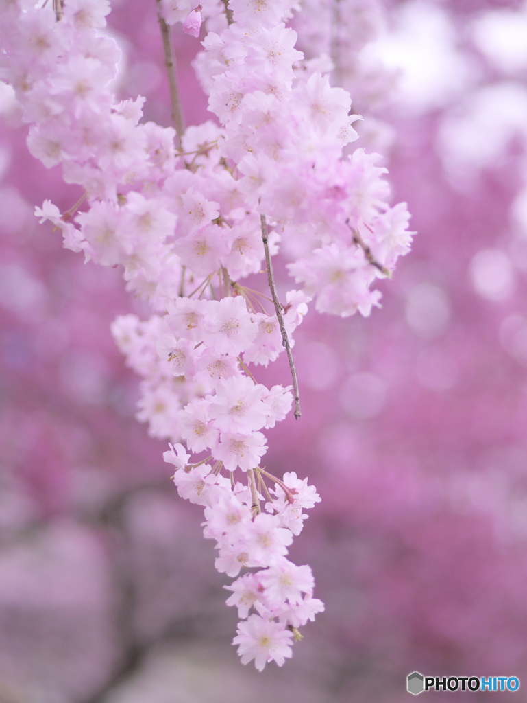 桜色