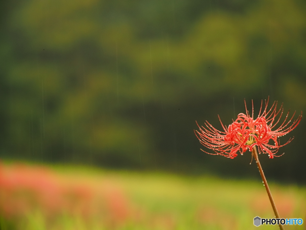 雨の風景