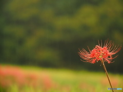 雨の風景