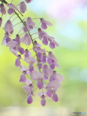 恋に酔う