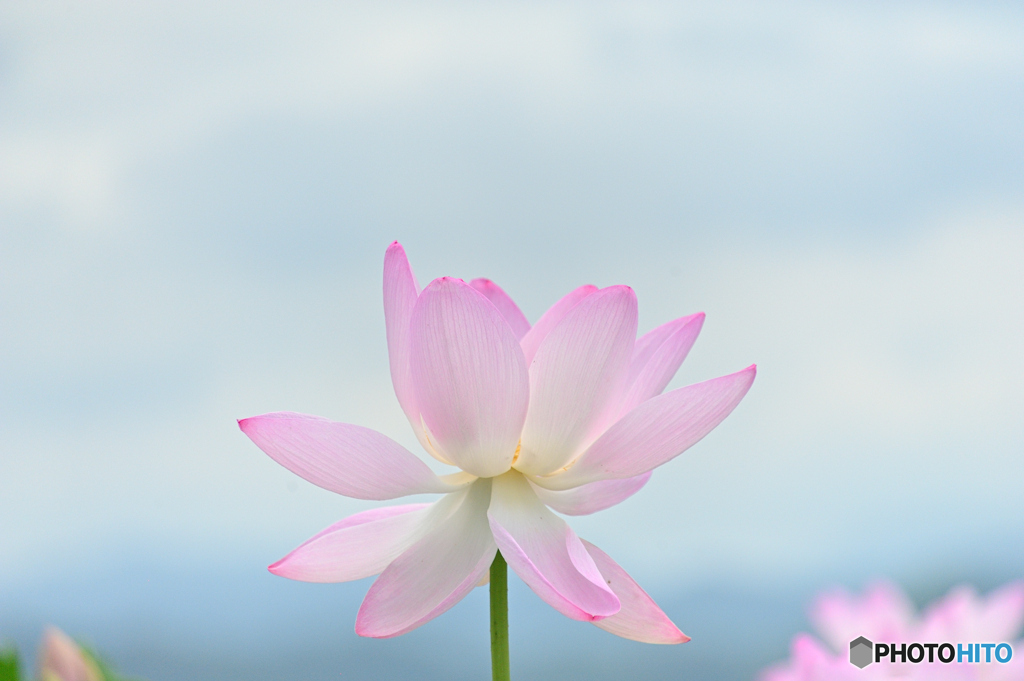 離れゆく愛