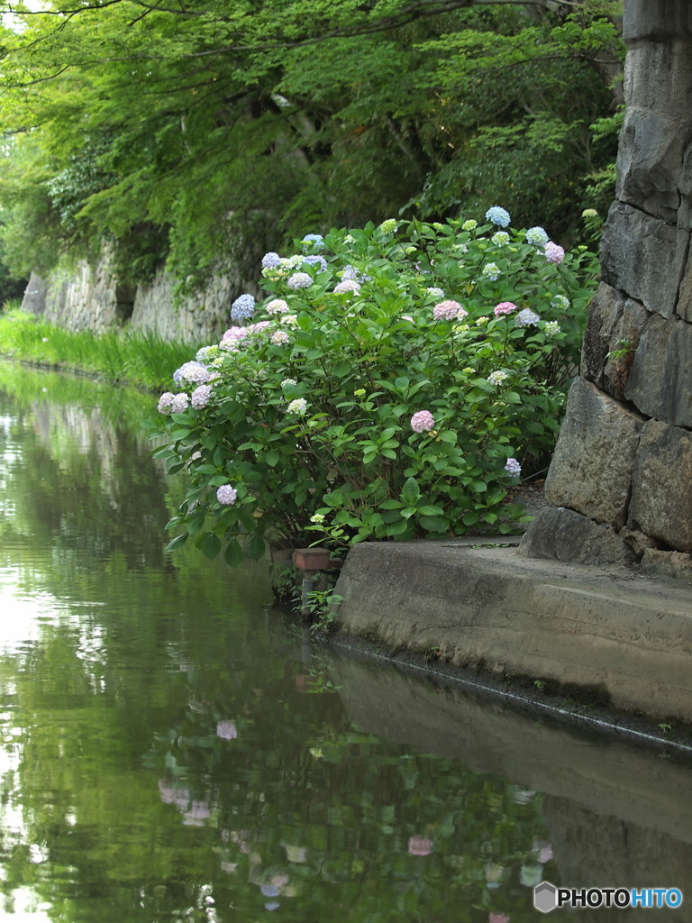 紫陽花と水郷