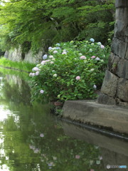 紫陽花と水郷