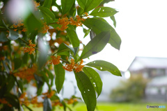 香りに誘われて