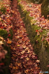 fallen leaves