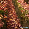 fallen leaves