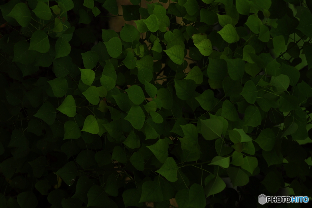  leaves