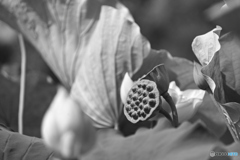 花托