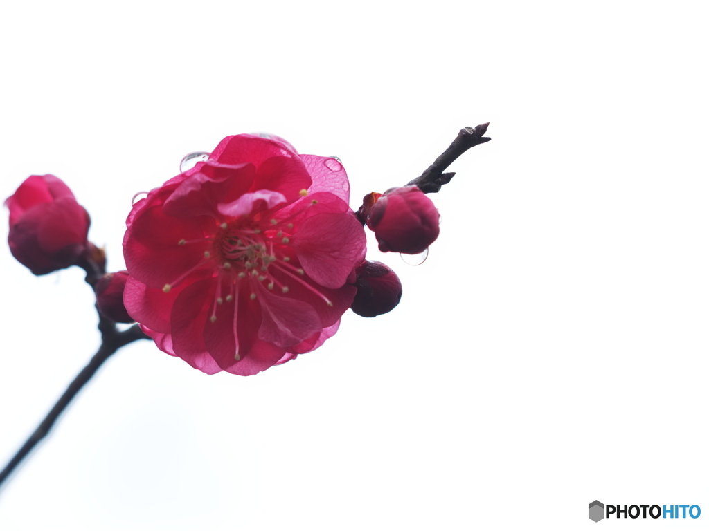 Red plum blossoms covered with drops