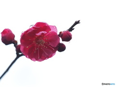 Red plum blossoms covered with drops