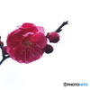 Red plum blossoms covered with drops
