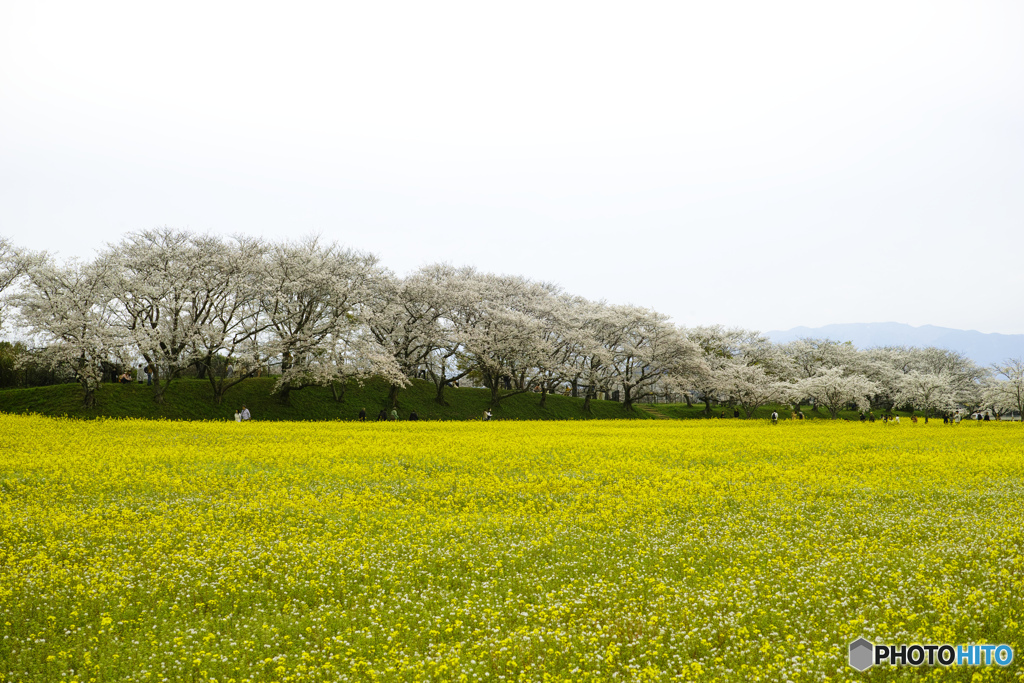 桜と菜の花01