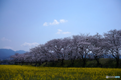 桜と菜の花