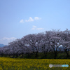 桜と菜の花