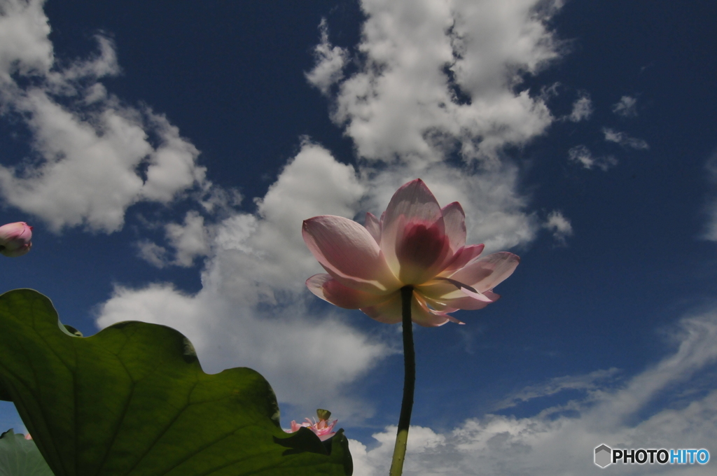 夏の空と蓮