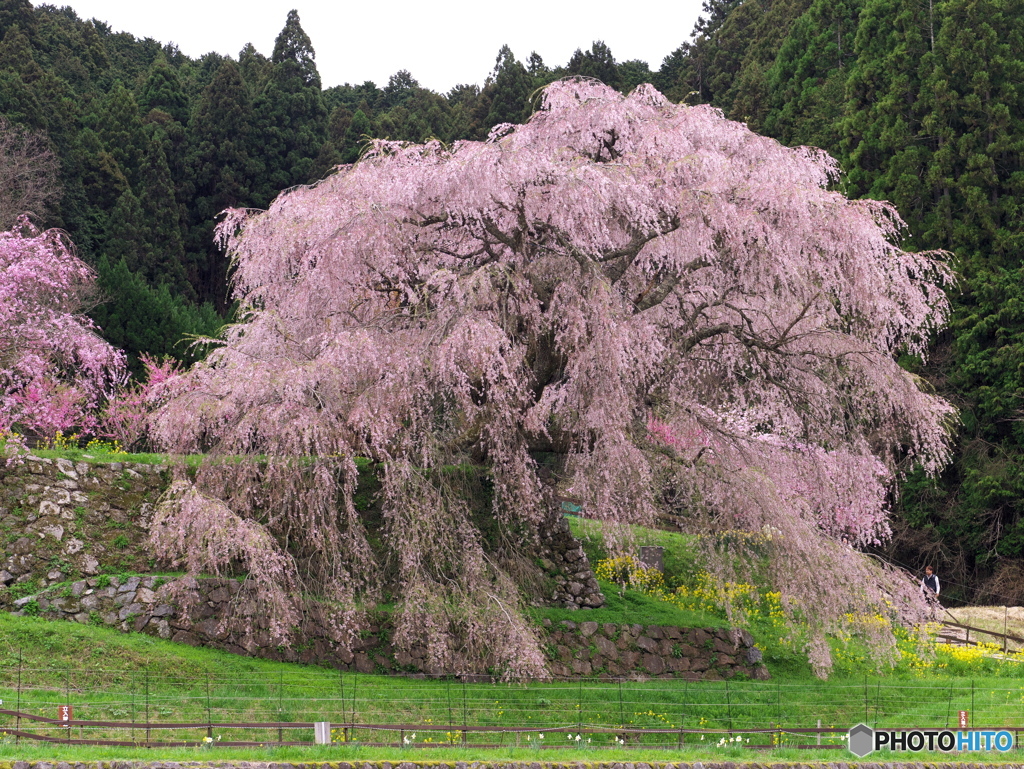 本郷の瀧桜