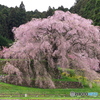 本郷の瀧桜