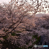 津山城の桜
